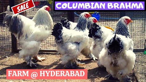 MATURE WT MALE 5. . Giant brahma chicken eggs for sale